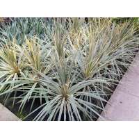 Cordyline australis'Torbay Dazzler' 
