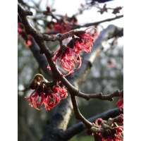 Hamamelis intermedia'Rubin' 