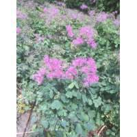 Thalictrum'Little Pinkie'
