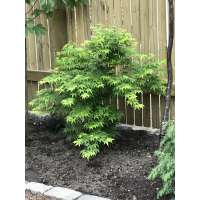 Acer palmatum'Aoyagi' 