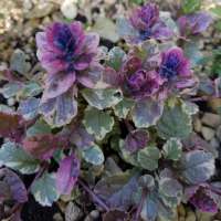 Ajuga reptans'Variegata'