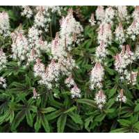 Tiarella'Cascade Creeper'