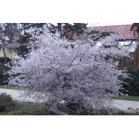 Prunus incisa'Februari Pink' 
