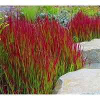 Imperata cylindrica'Red Baron'