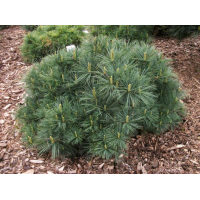 Pinus strobus'Bergman's Mini' 