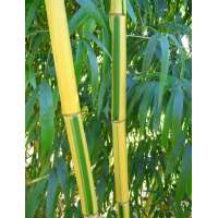 Phyllostachys vivax'Huangwhenzu'-Bamboe 