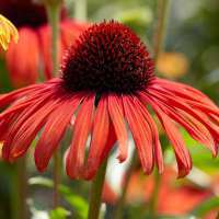 Echinacea purpurea'Postman'