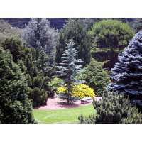 Cedrus deodara'Eisregen' 