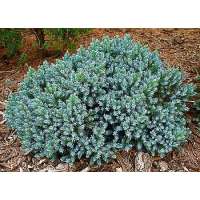 Juniperus squamata'Blue Star' 