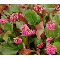 Bergenia 'David'