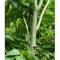 Acer capillipes 