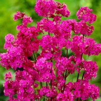 Lychnis viscaria'Splendens'