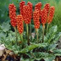 Arum italicum