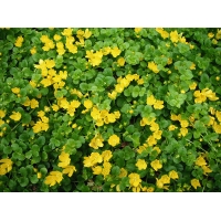 Lysimachia nummularia