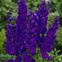 Delphinium'Black Knight' 