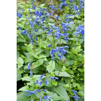 Salvia guaranitica'Blue Enigma'