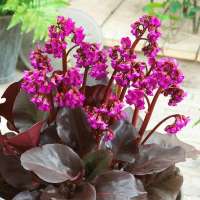 Bergenia cordifolia'Eroica'