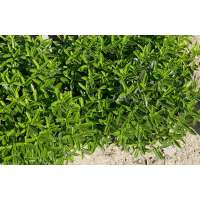 Euonymus japonicus'Microphyllus' 