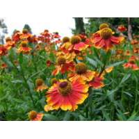 Helenium'Rotgold'