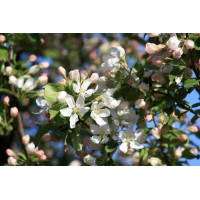 Malus baccata'Street Parade' 