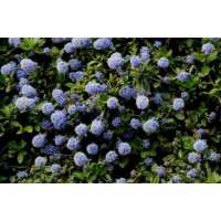 Ceanothus'Blue mound' 