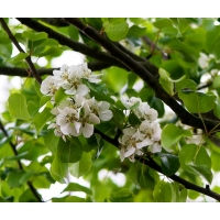 Pyrus communis'Beech Hill' 