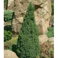 Picea glauca'Laurin' 