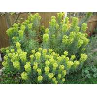 Euphorbia characias sep.characias