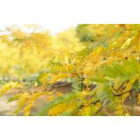 Gleditsia triacanthos'Sunburst' 