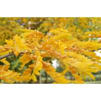 Gleditsia triacanthos'Sunburst' 