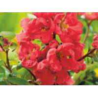 Chaenomelis superba'Red Trail' 