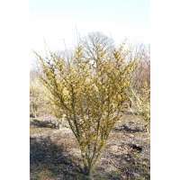 Hamamelis intermedia'Arnold Promise' 