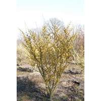 Hamamelis intermedia'Arnold Promise' 