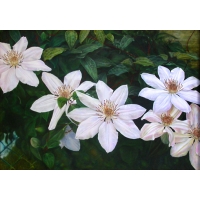 Clematis'Henryi' 