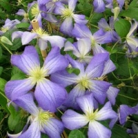 Clematis'Jenny' 