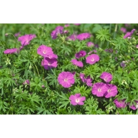 Geranium sanguineum'Elsbeth'