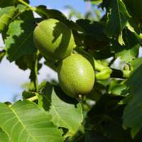 Juglans regia'Plovdivski' 