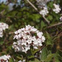 Viburnum carlesii'Aurora' 