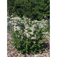 Aronia melanocarpa'Hugin' 