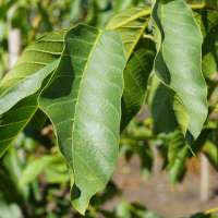 Juglans regia'Bella Maria' 