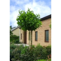 Platanus hispanica'Alphens Globe' 