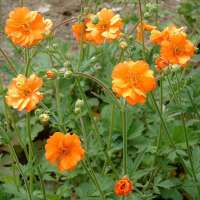 Geum chiloense'Dolly North'