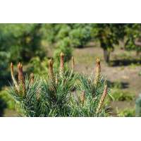Pinus parviflora'Iri-Fune' 