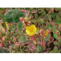 Hypericum moserianum'Tricolor' 