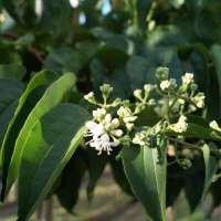 Heptacodium miconioides 