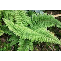 Polystichum setiferum'Plumoso-densum'