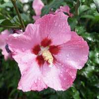 Hibiscus syriacus'Flogi' 