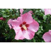 Hibiscus syriacus'aphrodite' 