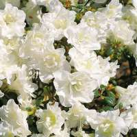 Azalea japonica'Schneeperle' 