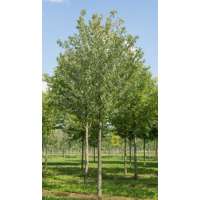 Acer rubrum'Franksred' 